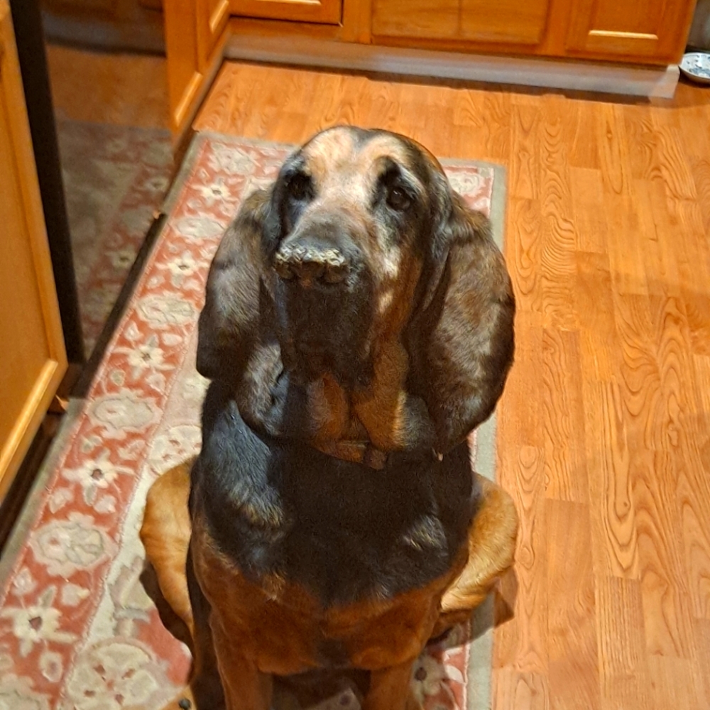 Meet your Posher, Abby